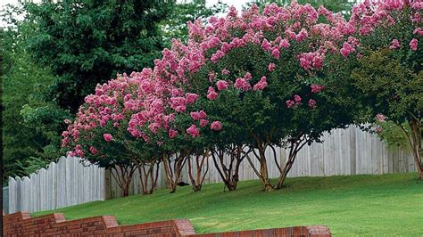 The Cherry Magic Crape Myrtle: A Delightful Addition to Any Garden